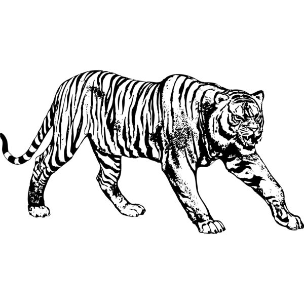TIGER005 Thumbnail